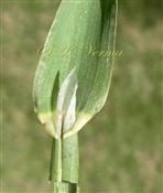  Leaf with ligule
